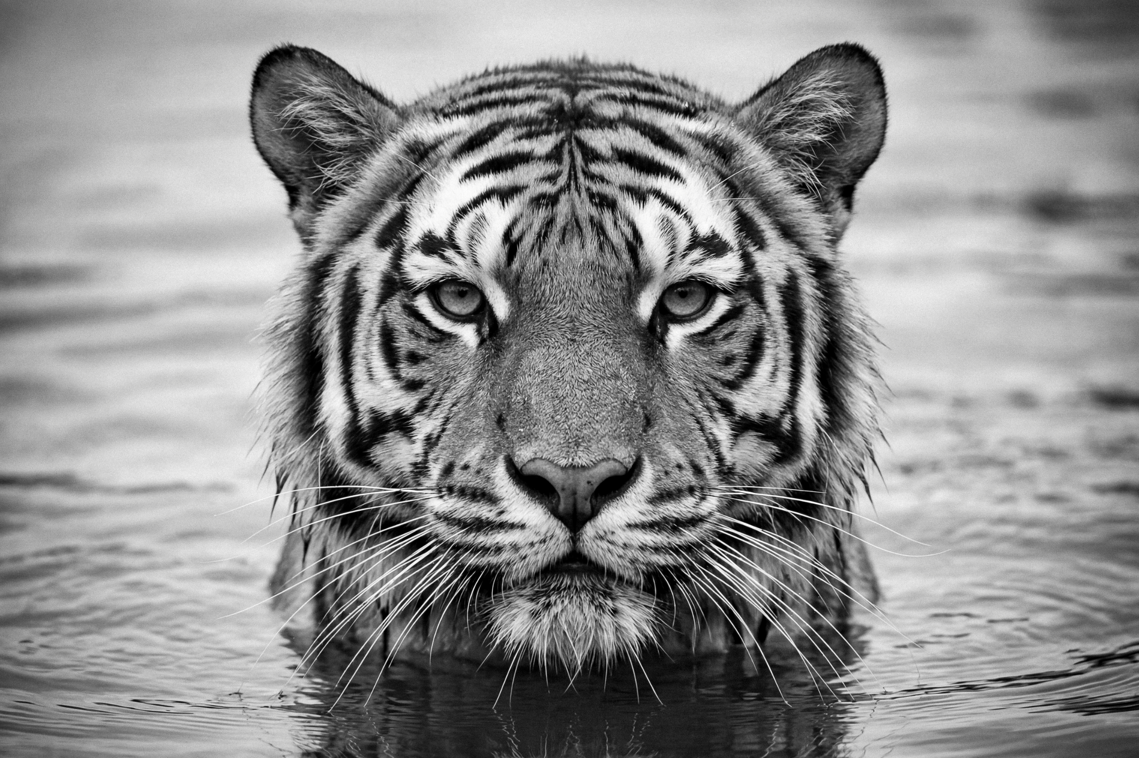 Wildlife