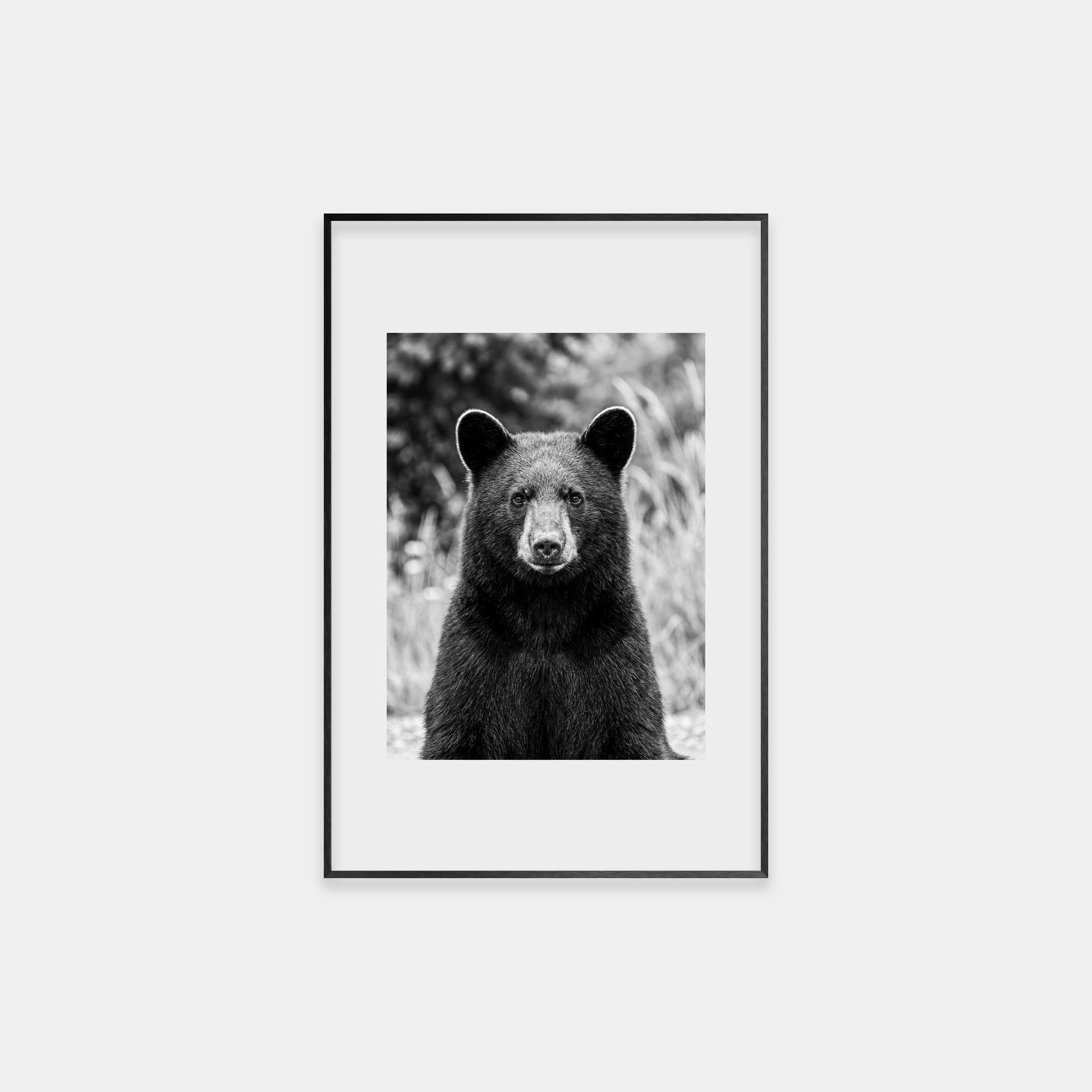 Portrait of an American Black Bear