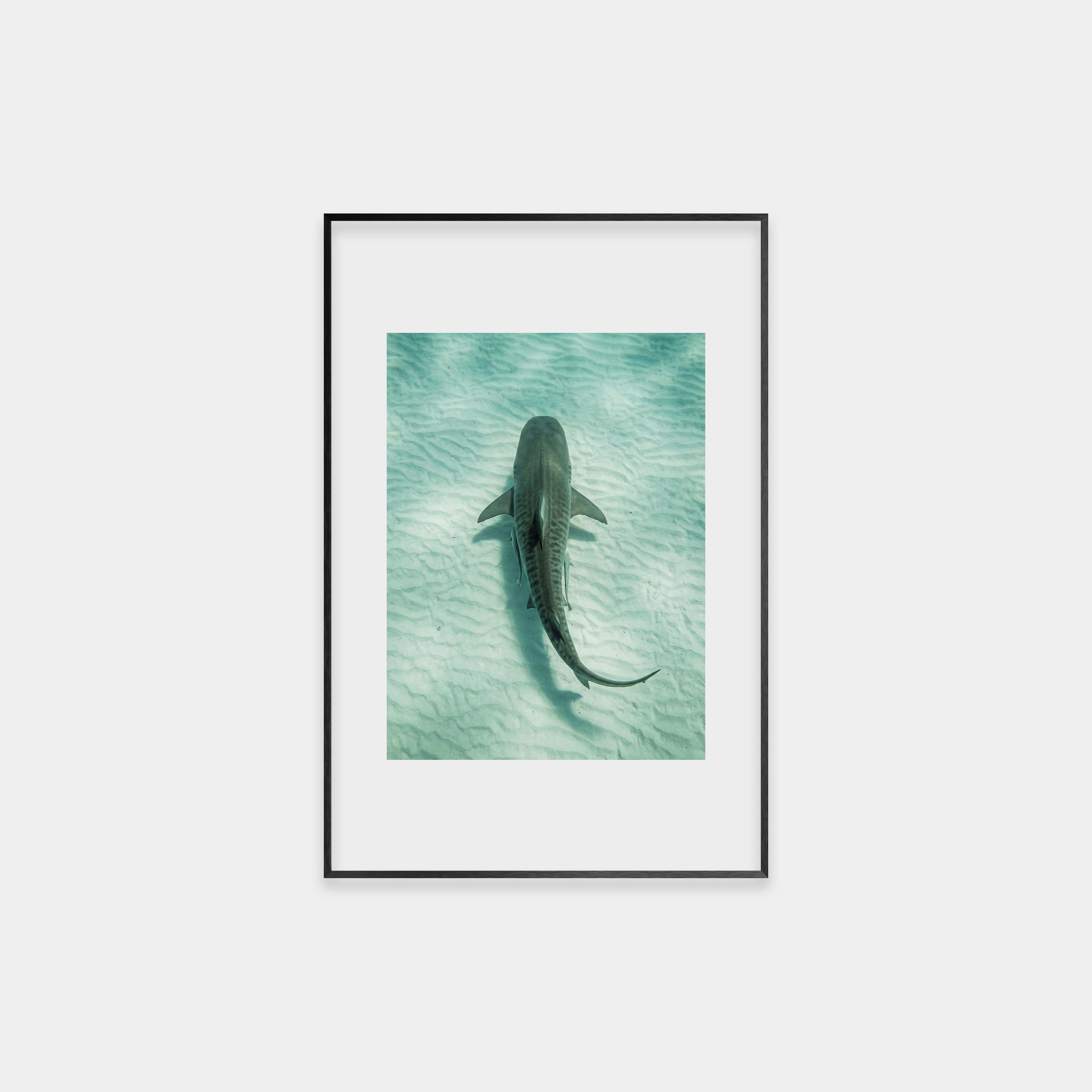 Ocean Tiger
