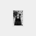 Portrait of an American Black Bear
