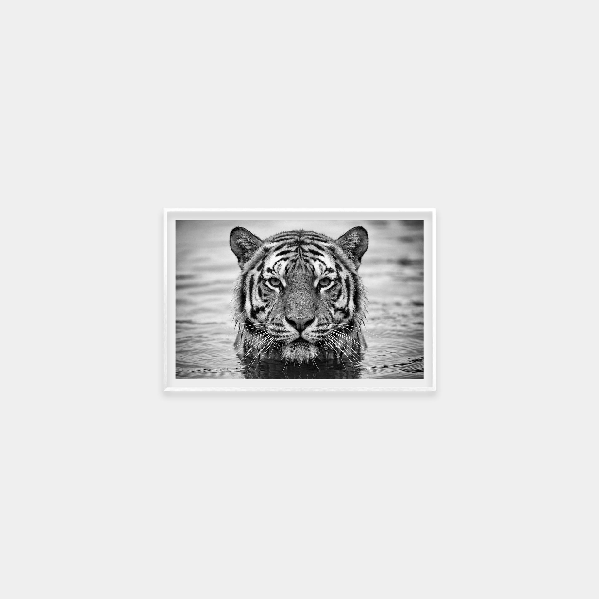 Portrait of a Tiger