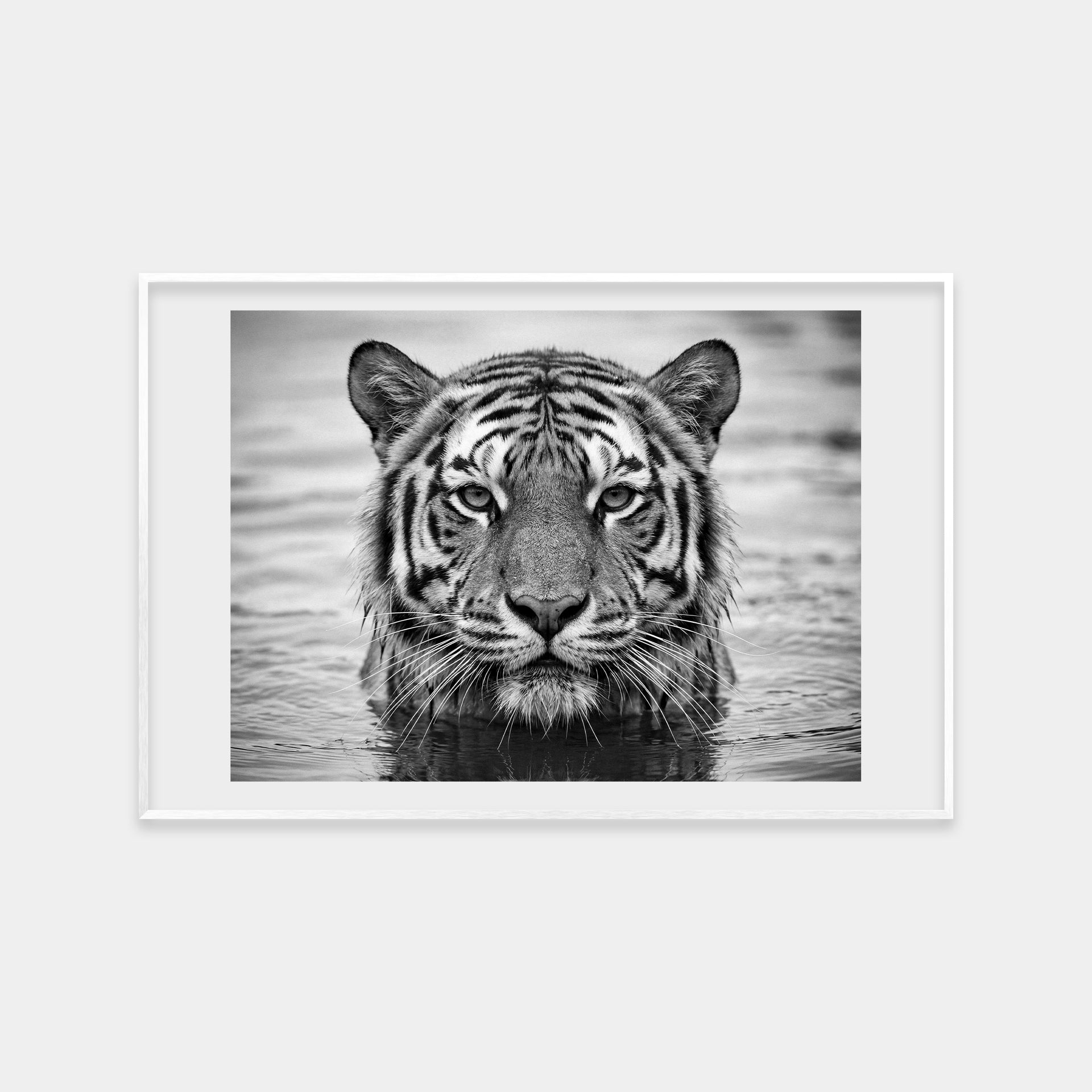 Portrait of a Tiger