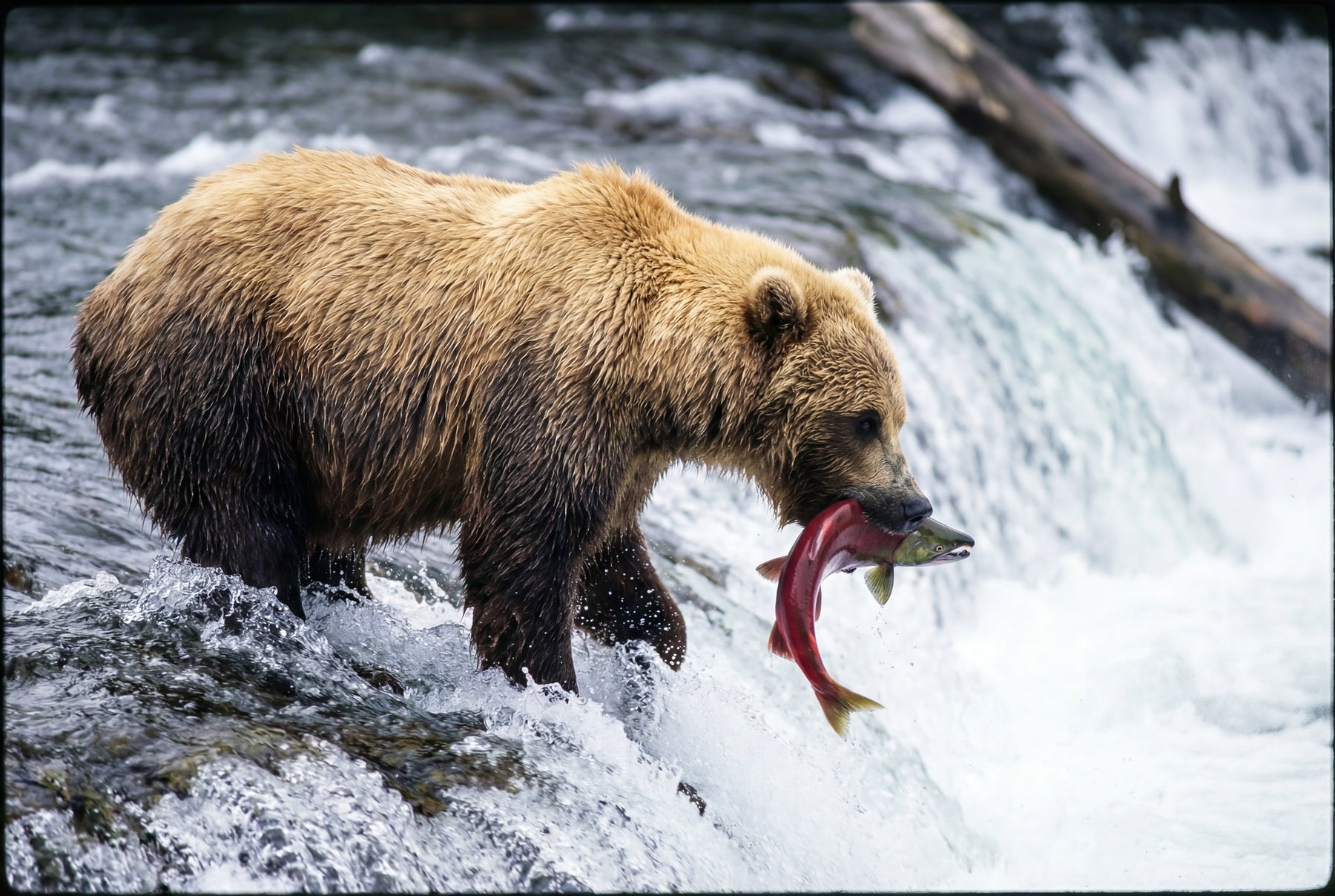 A Wild Catch (Color)