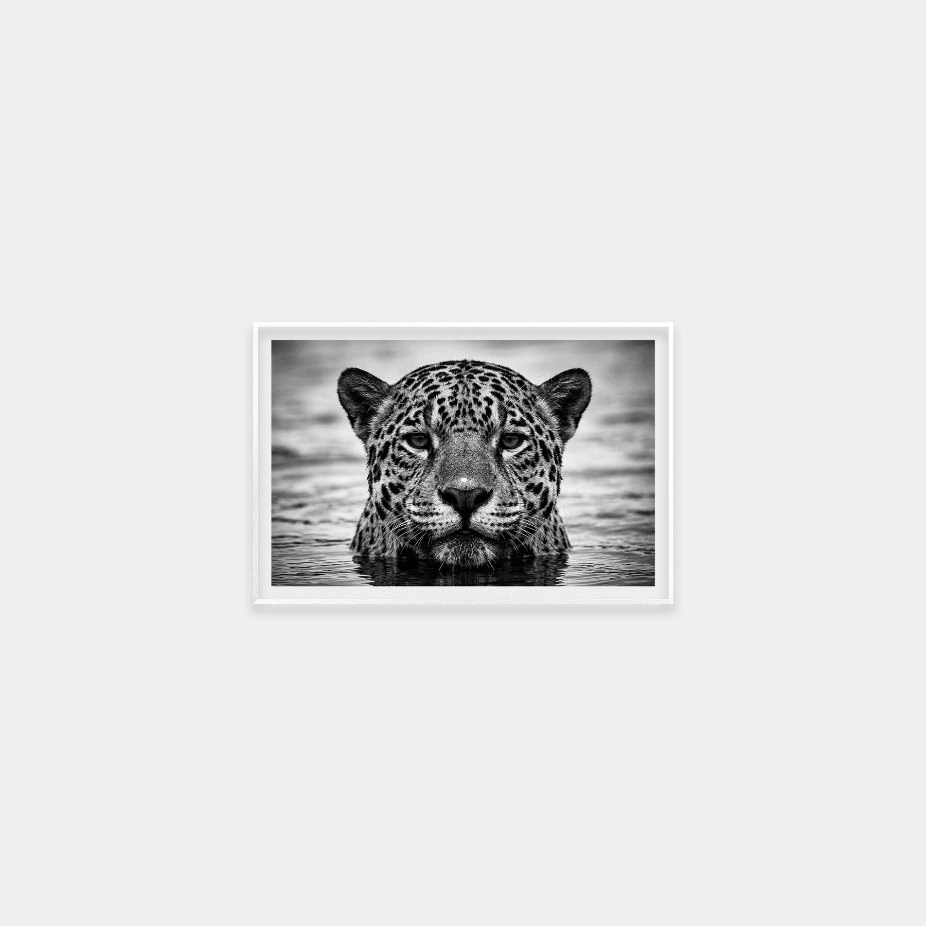 Portrait of a Jaguar