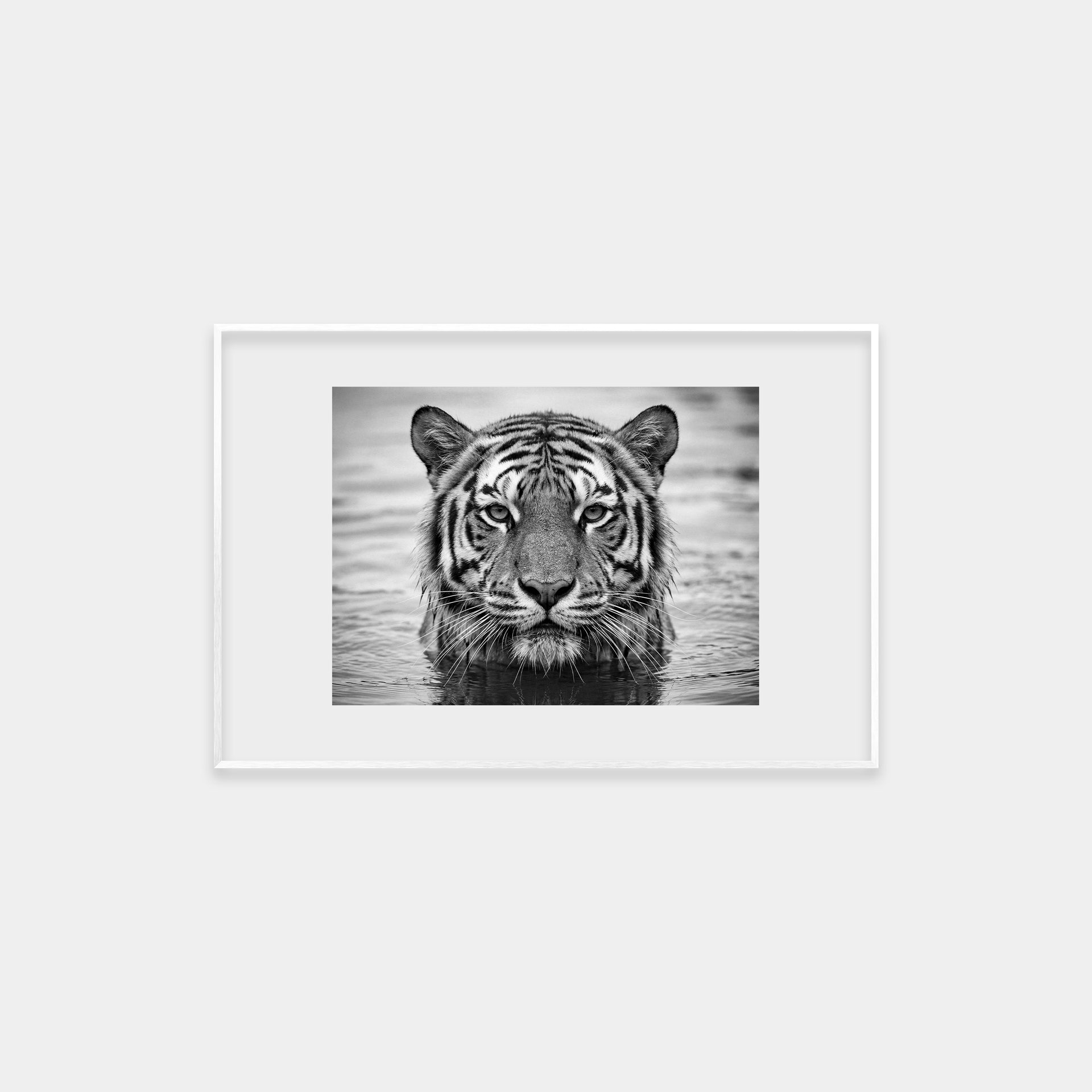 Portrait of a Tiger
