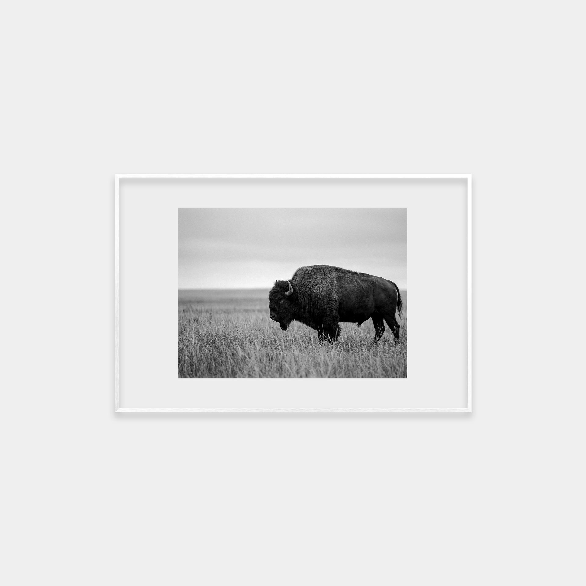 Bison in a Field