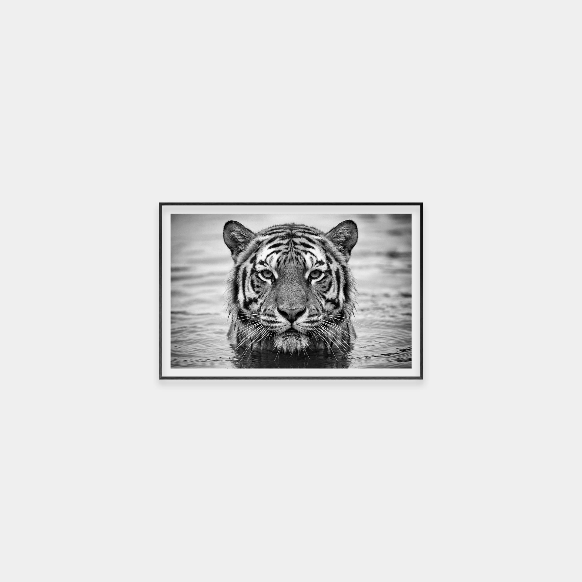 Portrait of a Tiger