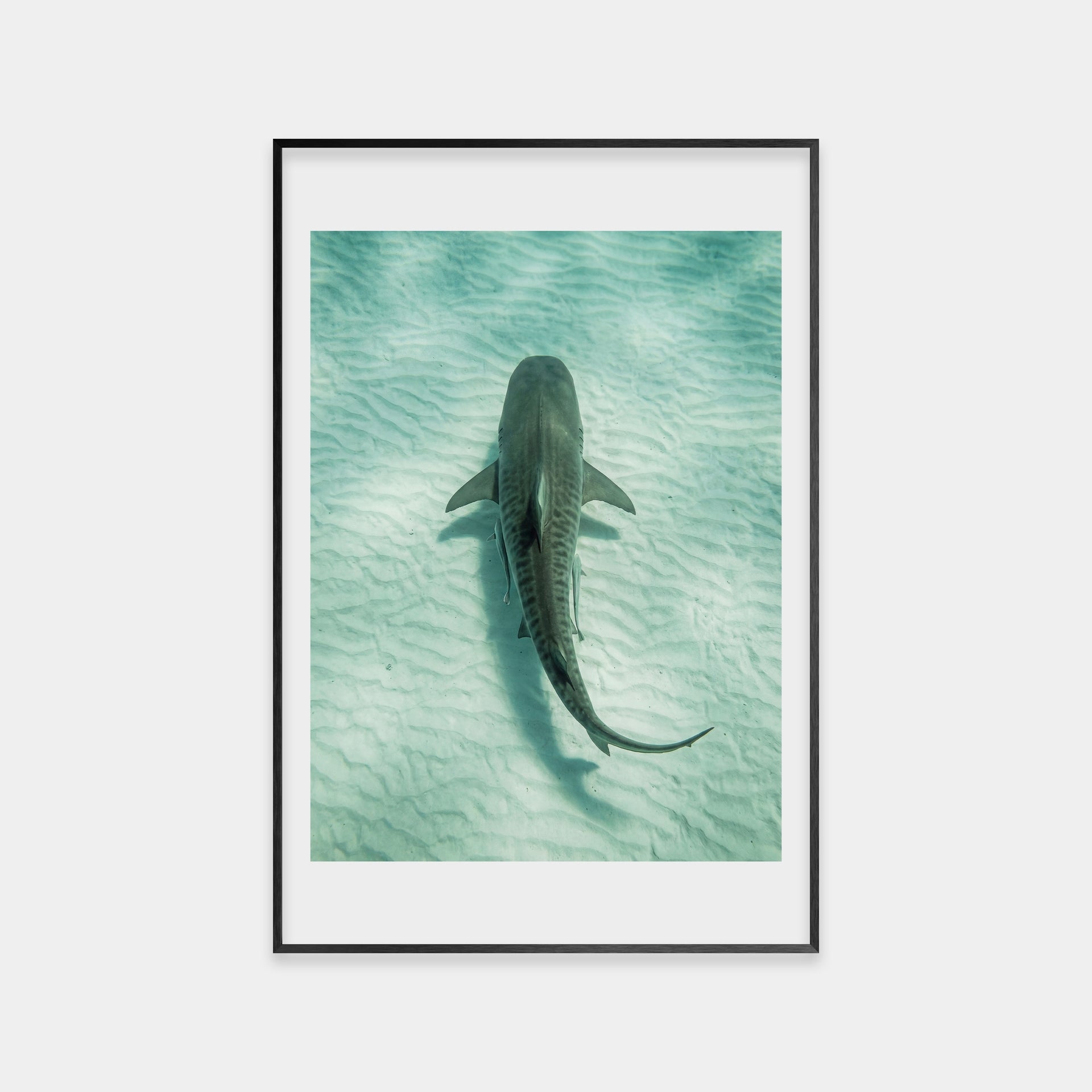 Ocean Tiger