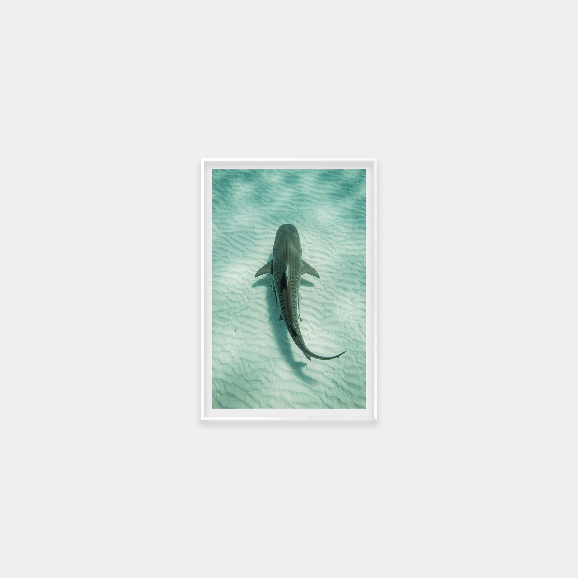 Ocean Tiger