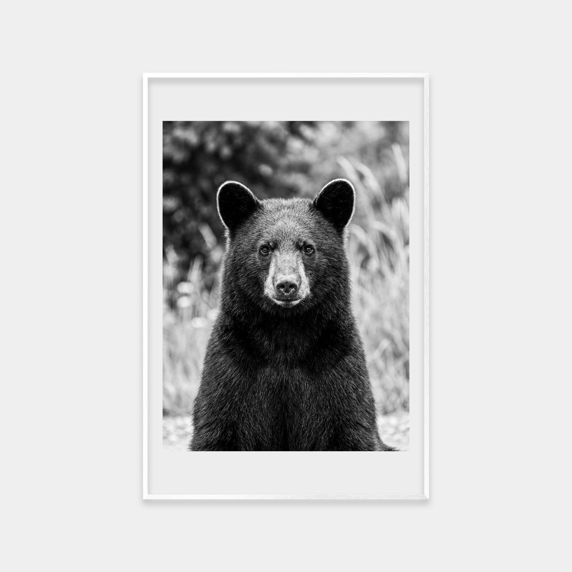 Portrait of an American Black Bear