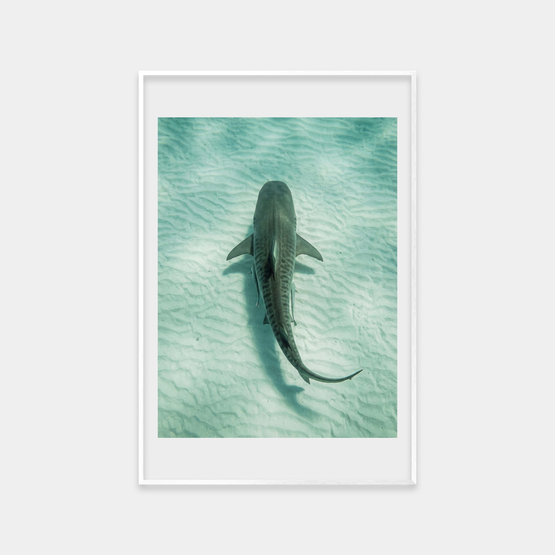 Ocean Tiger