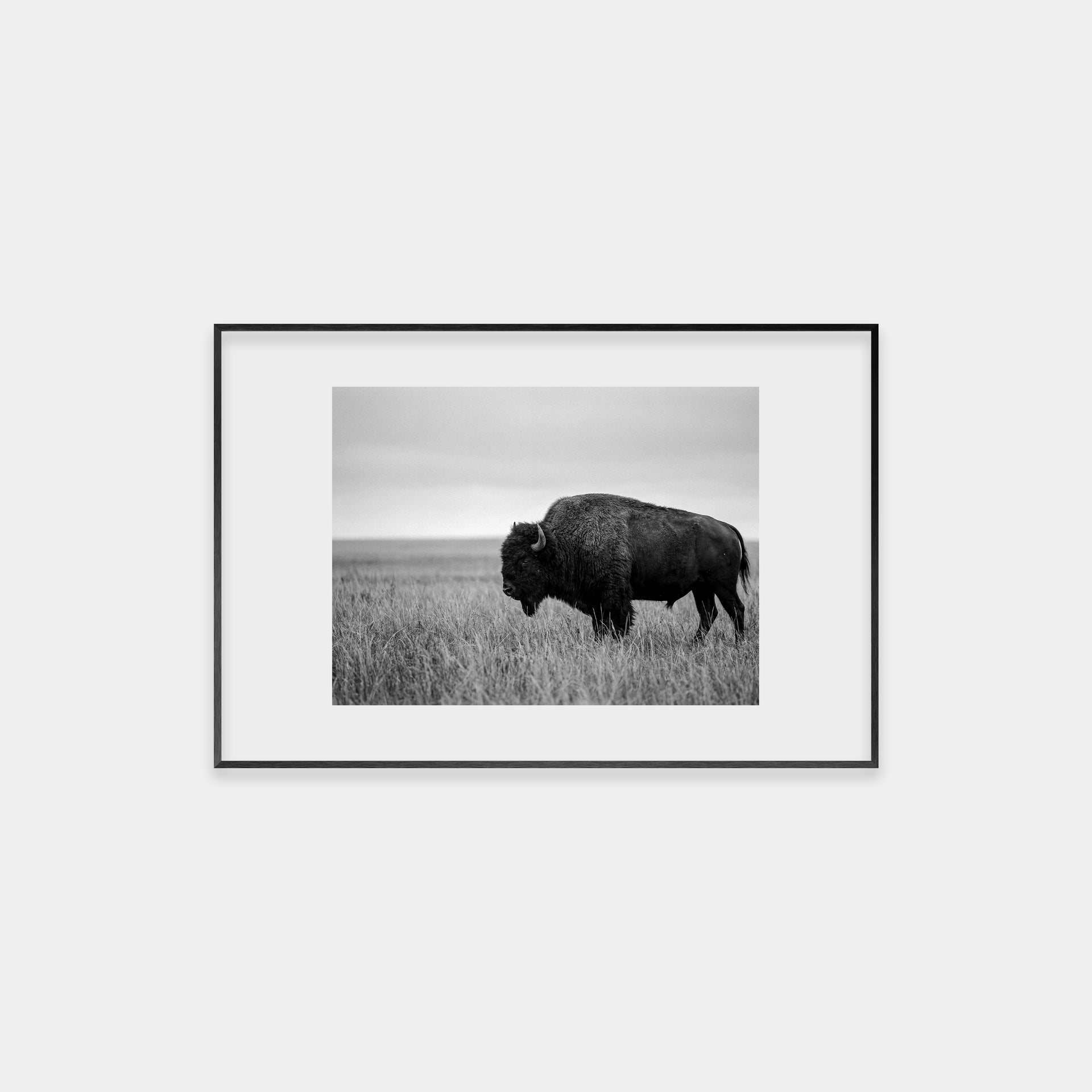 Bison in a Field