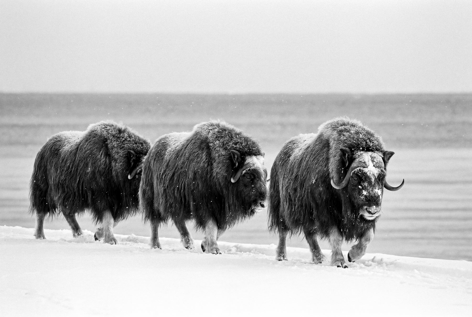 Winter Migration