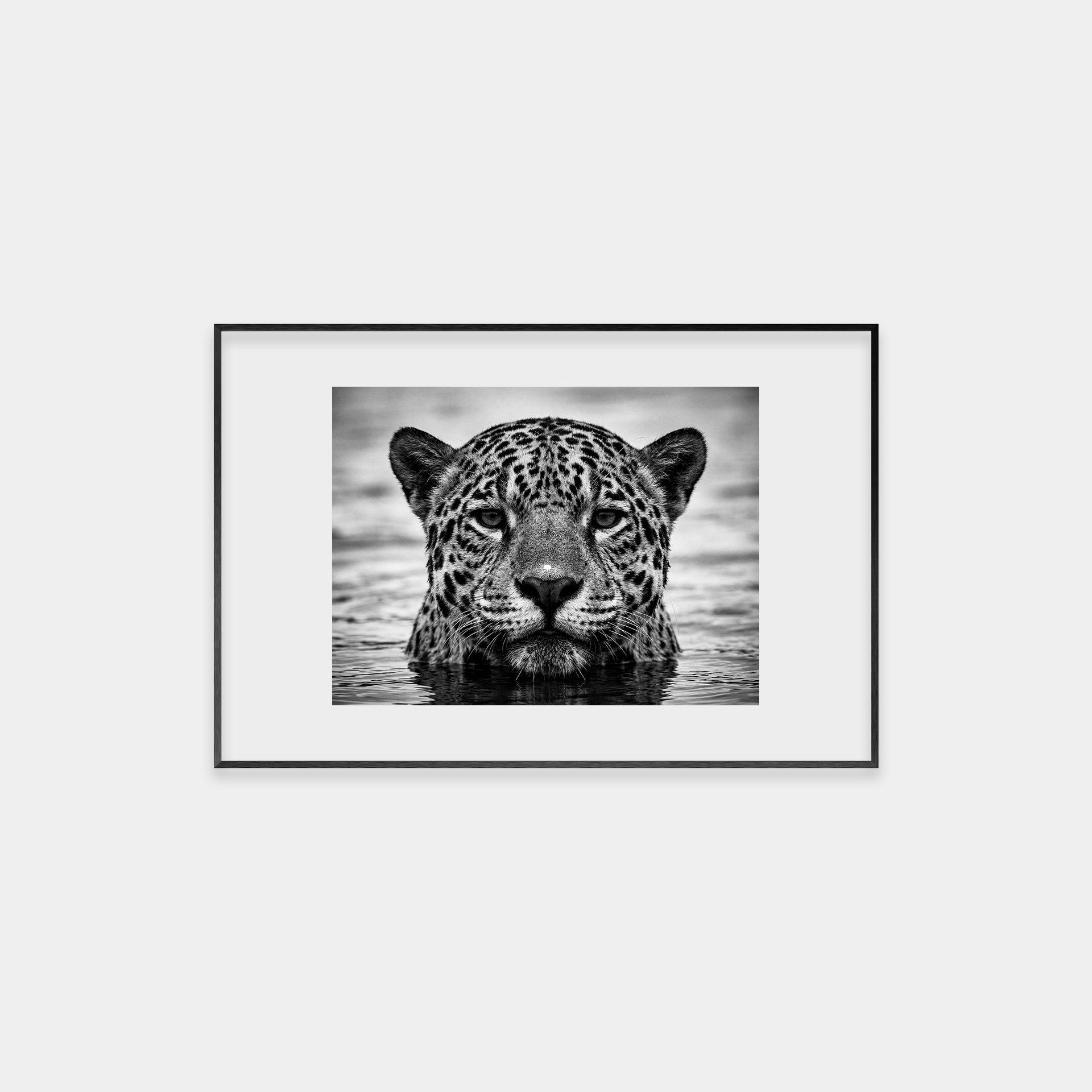 Portrait of a Jaguar