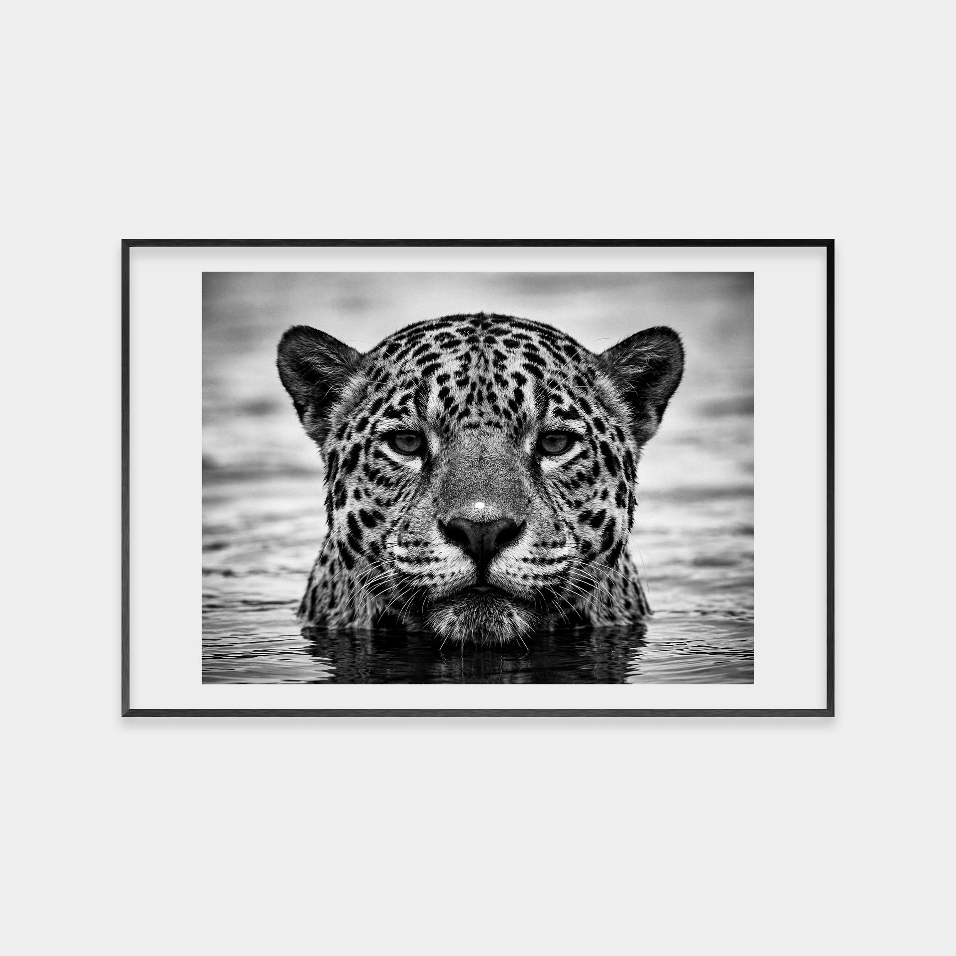 Portrait of a Jaguar
