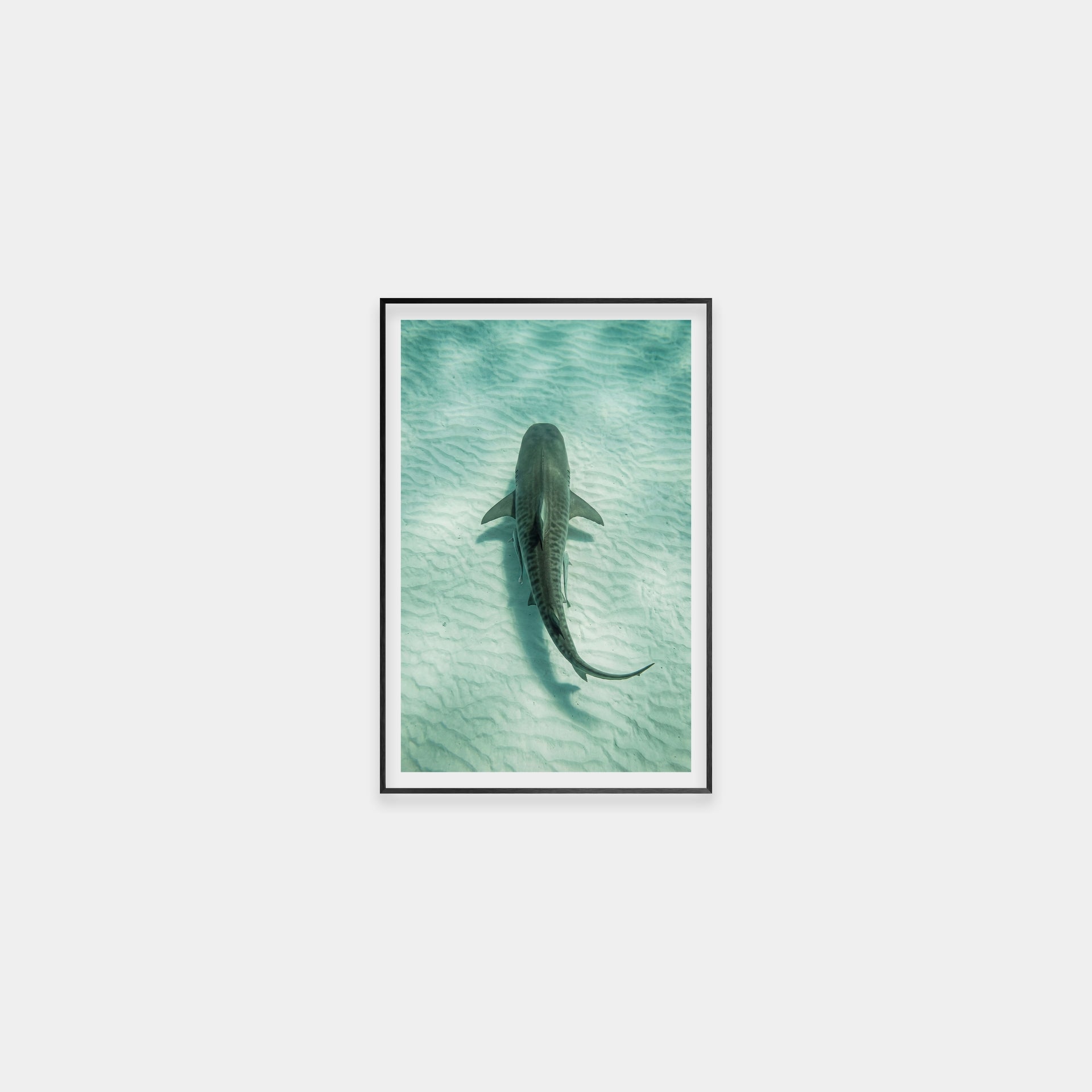 Ocean Tiger