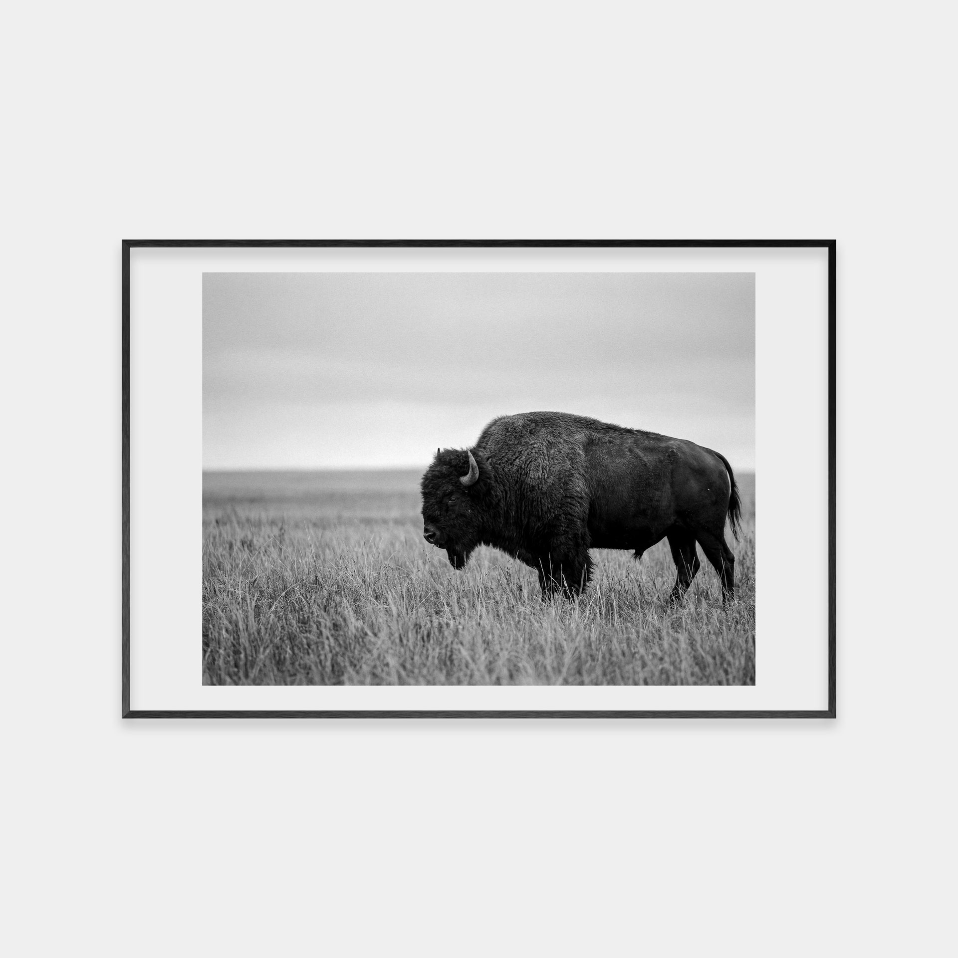 Bison in a Field