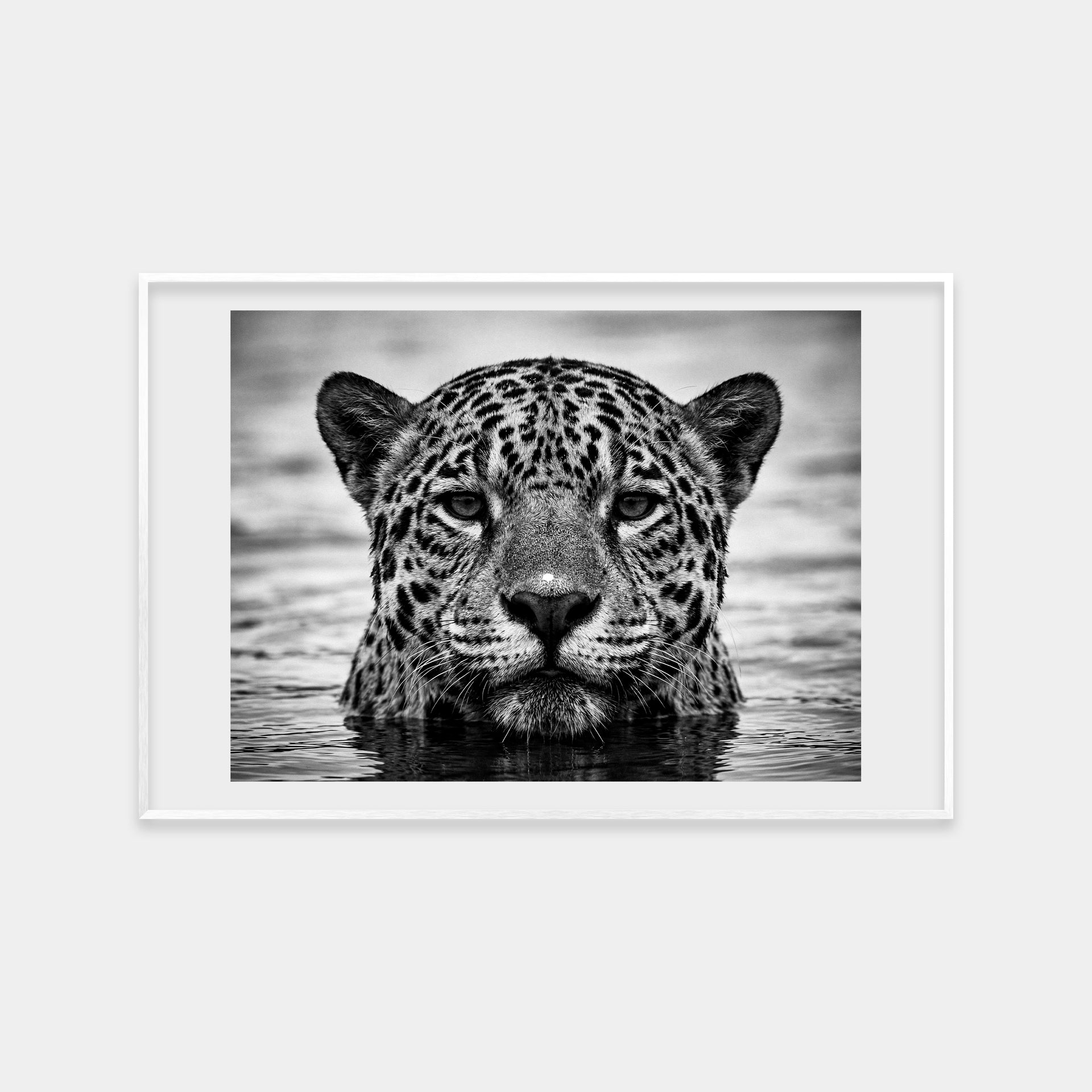 Portrait of a Jaguar