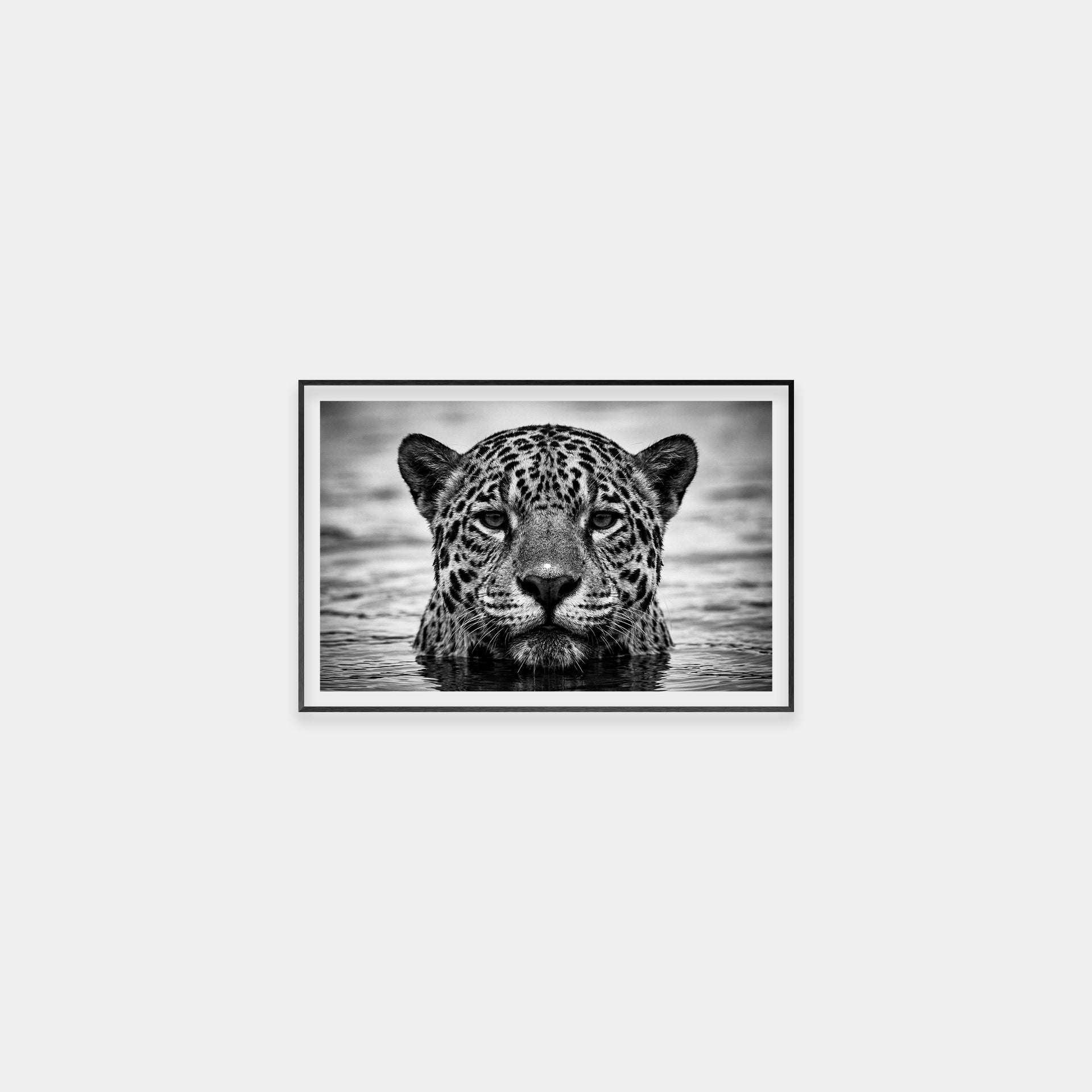 Portrait of a Jaguar