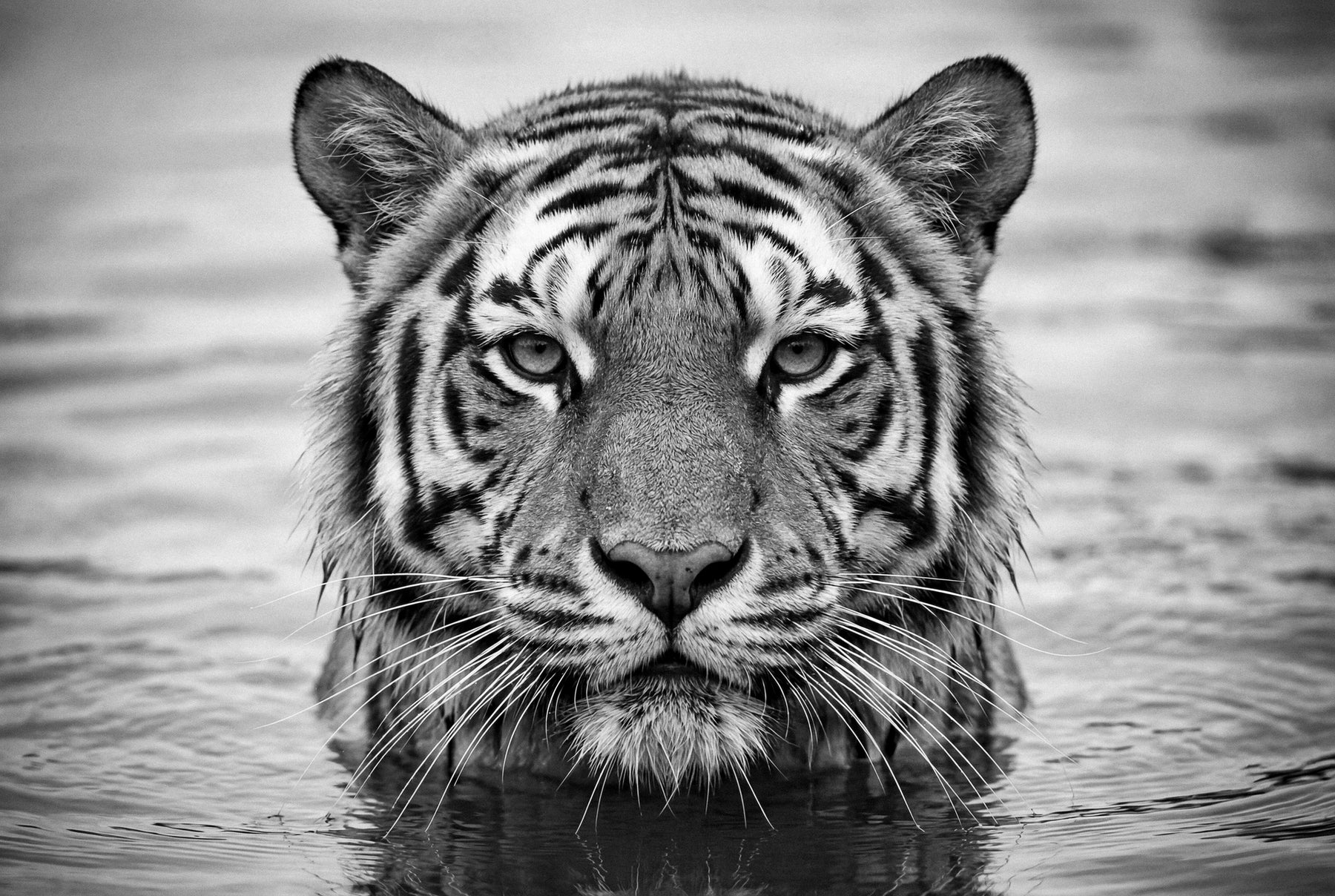 Portrait of a Tiger