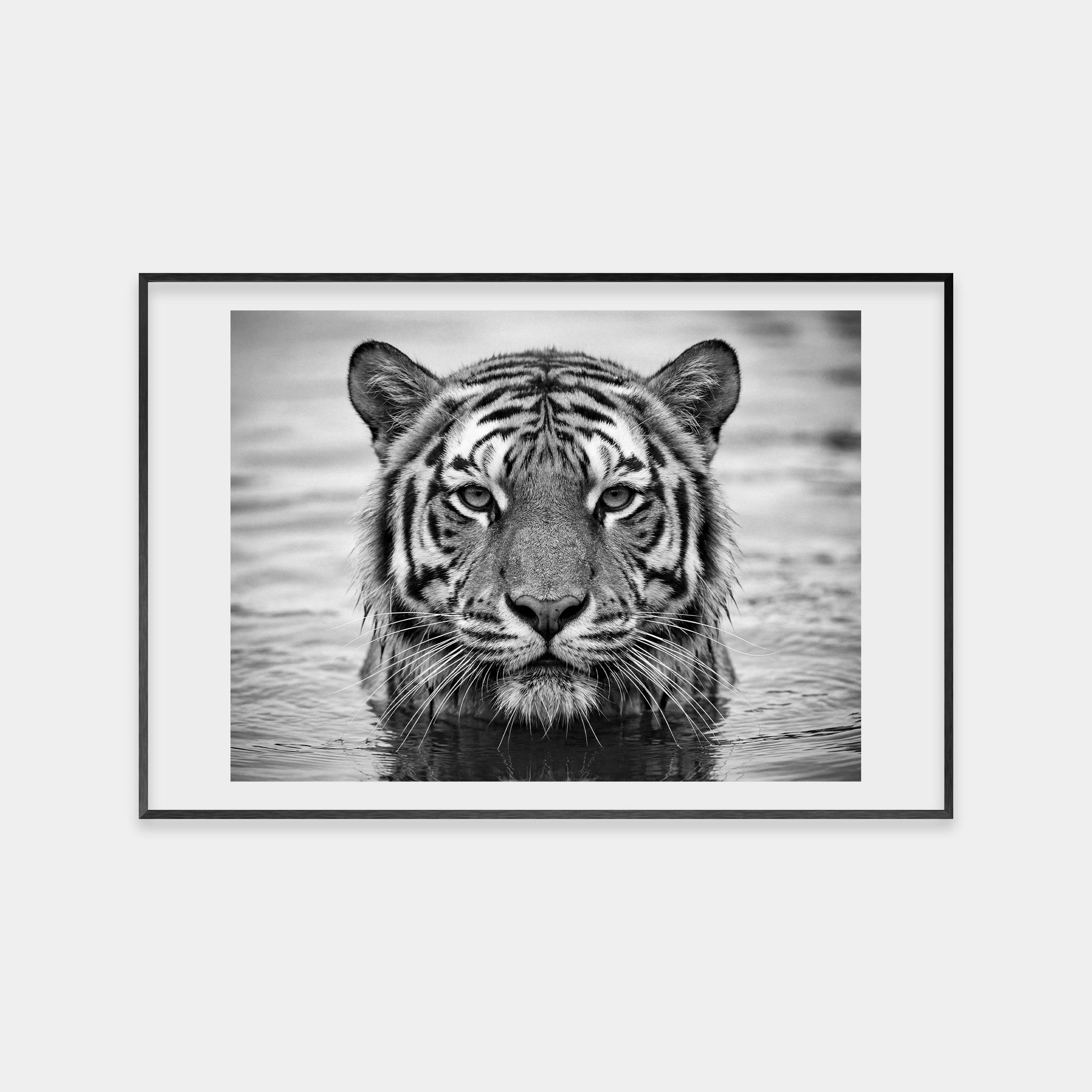 Portrait of a Tiger