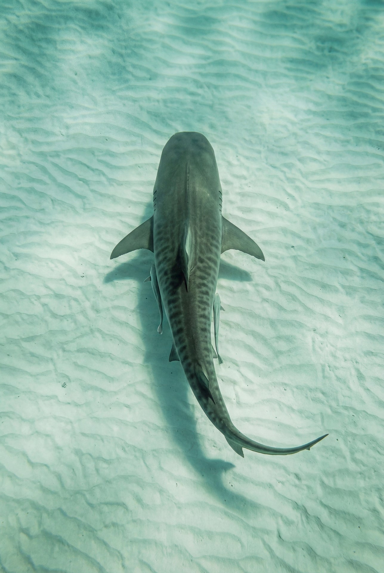 Ocean Tiger