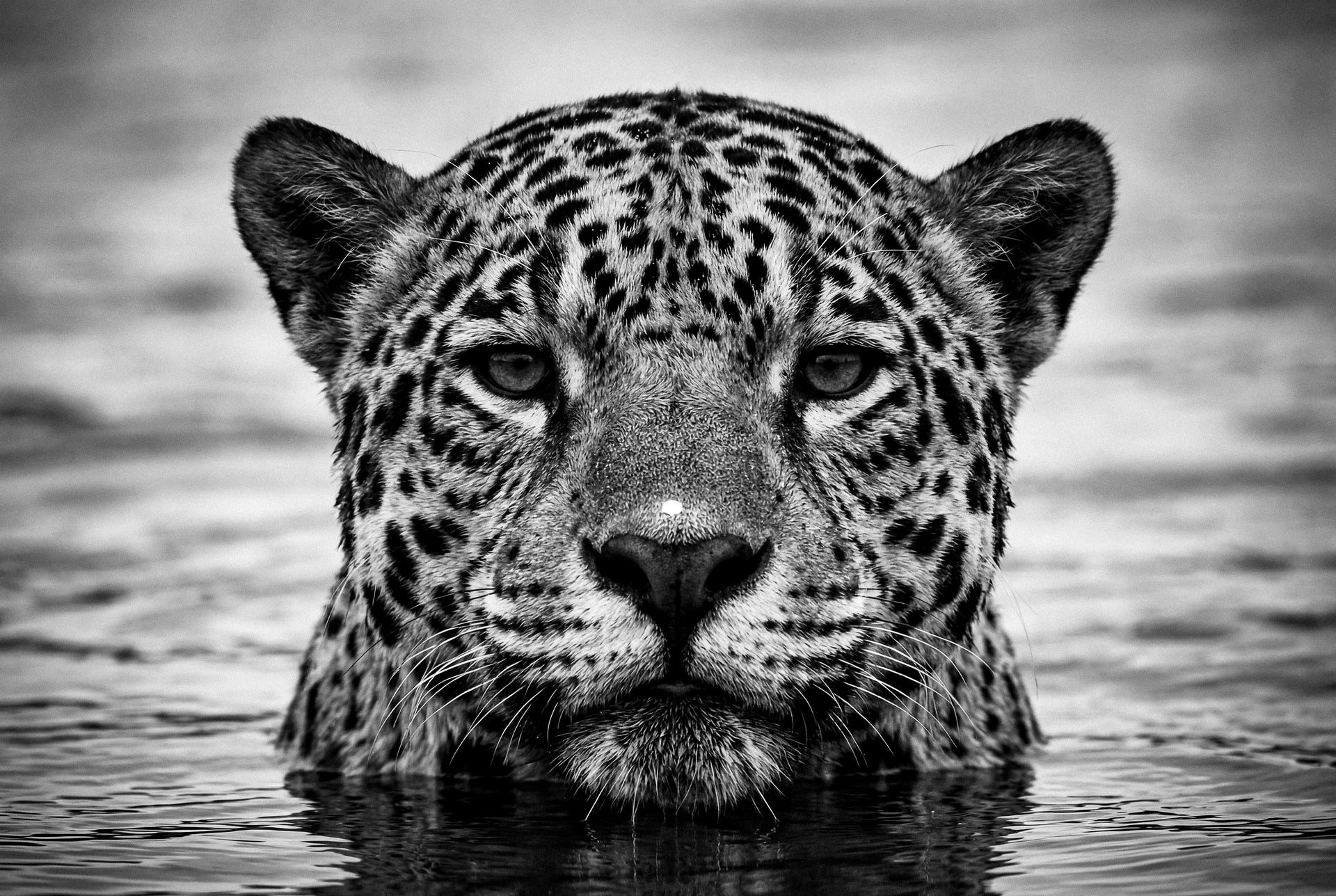 Portrait of a Jaguar