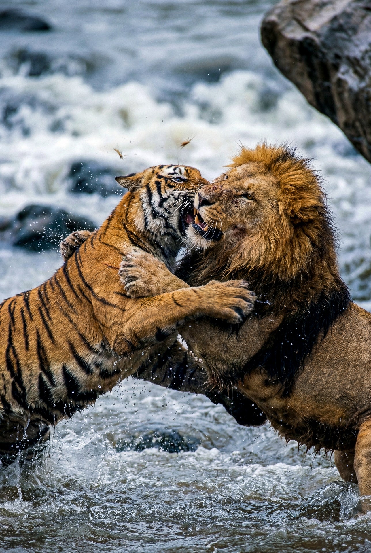 Clash of the Titans (Color)