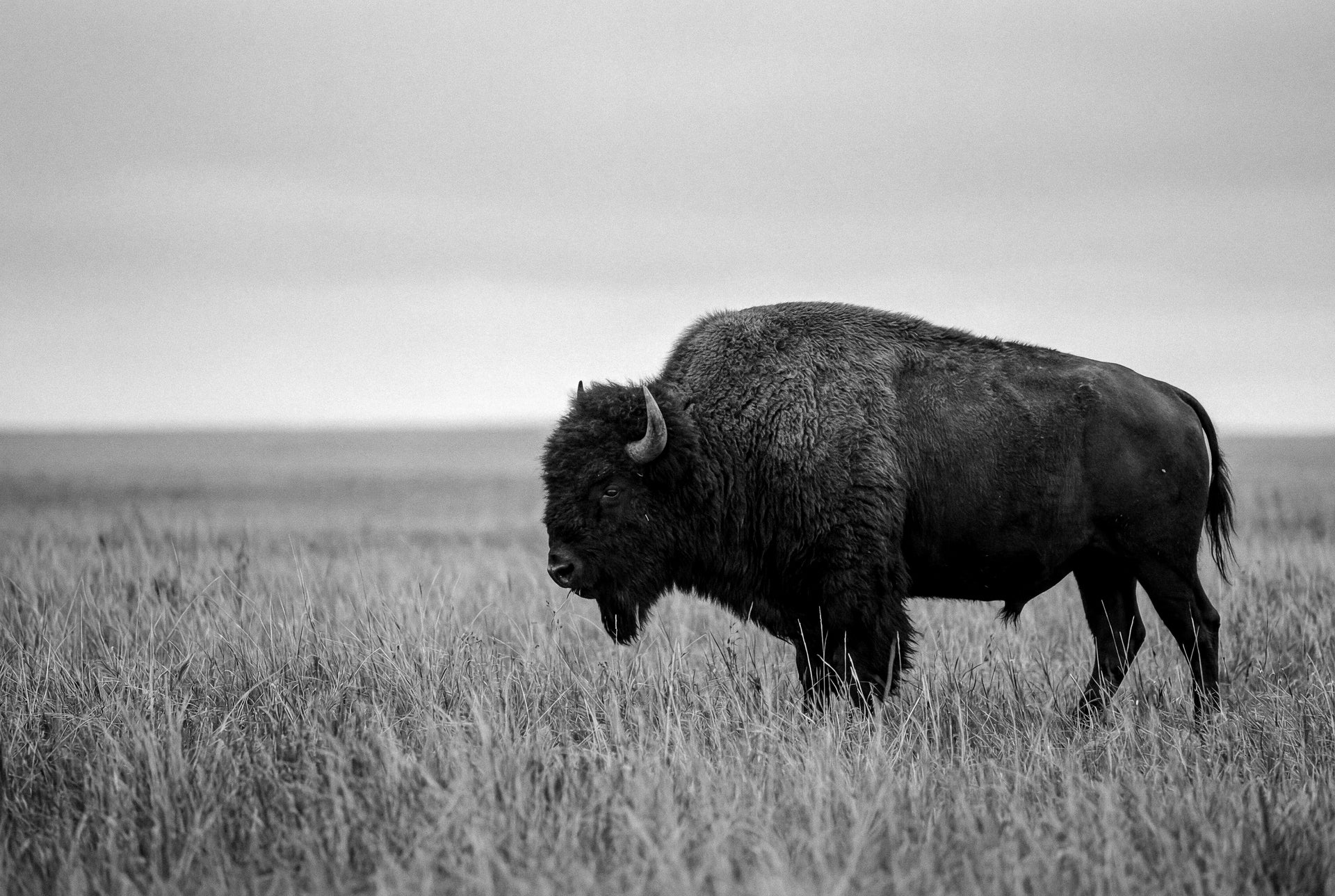 Bison in a Field