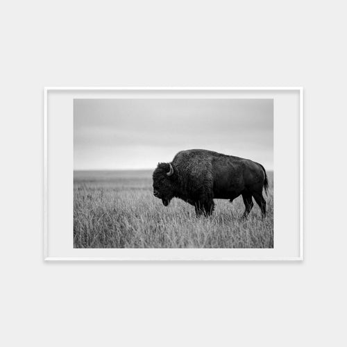 Bison in a Field
