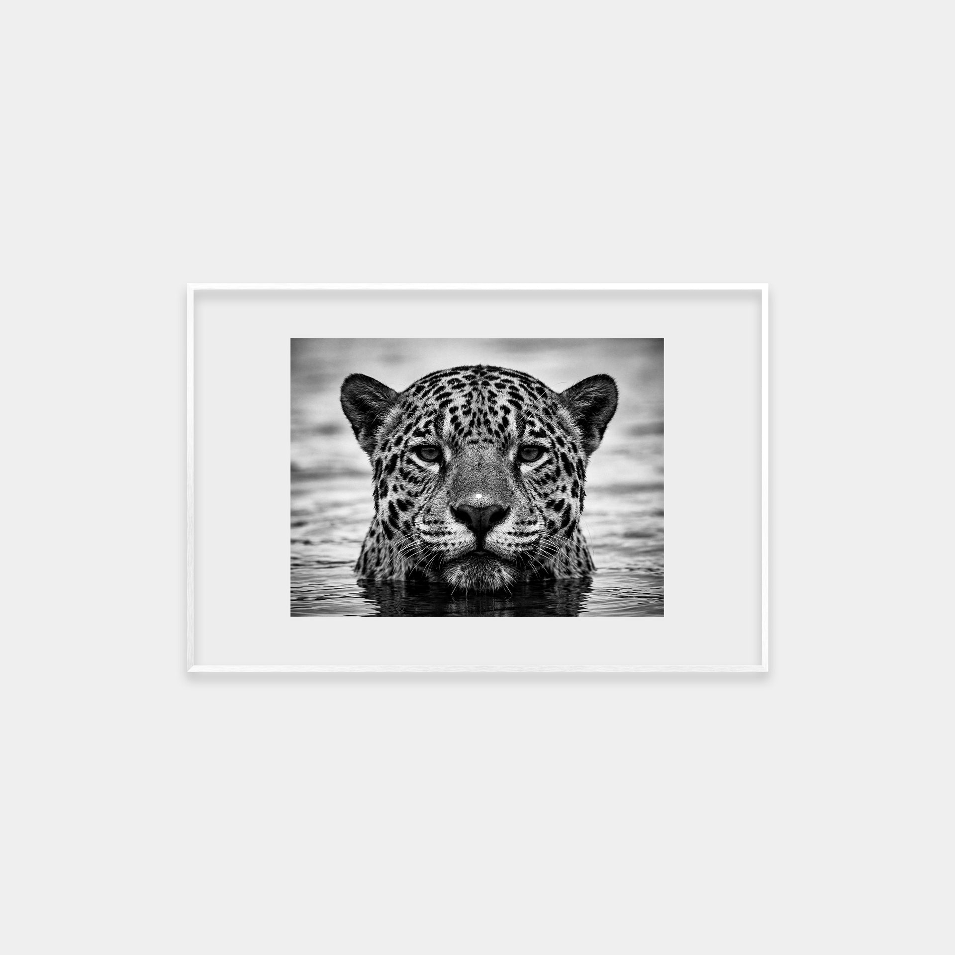 Portrait of a Jaguar