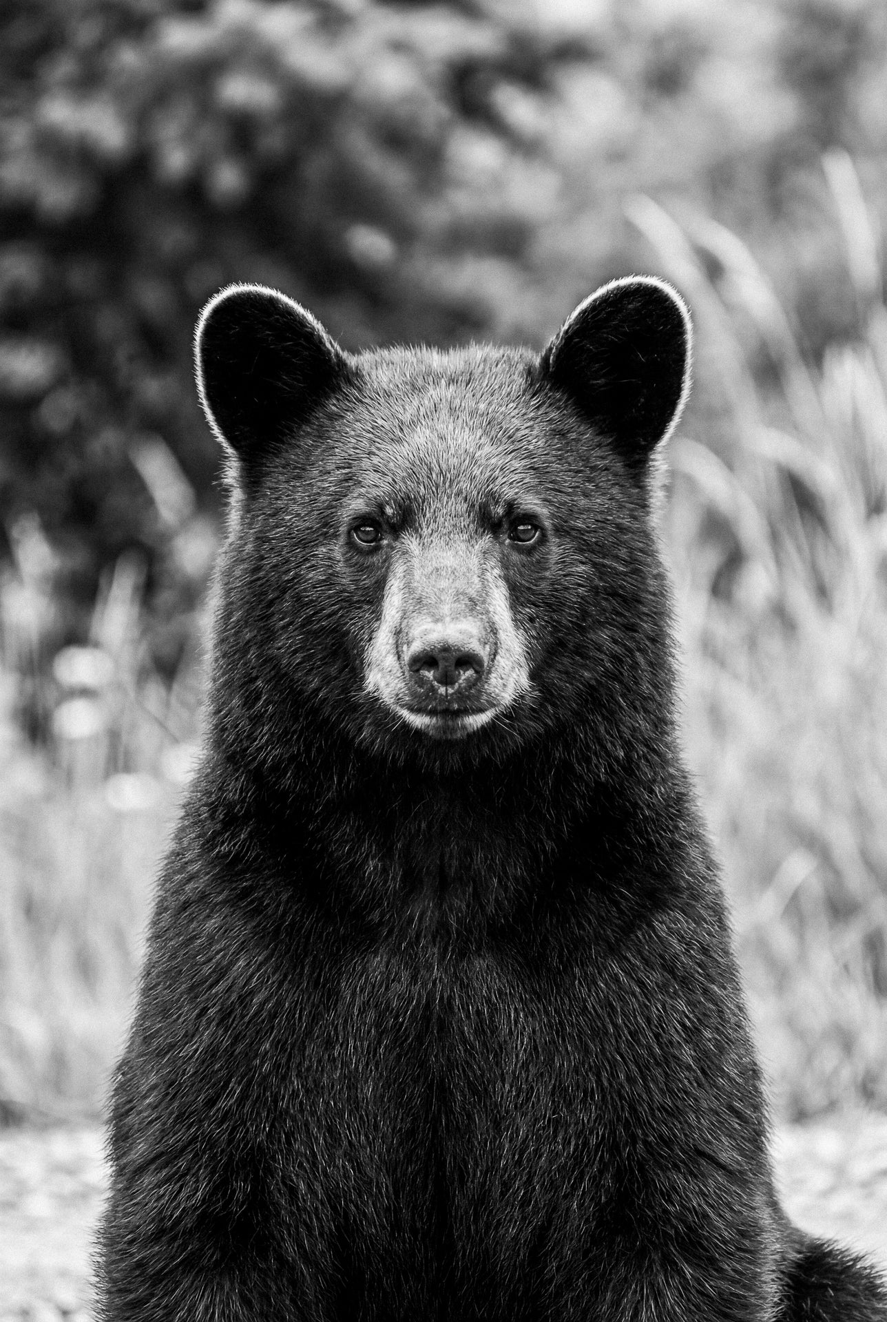 Portrait of an American Black Bear