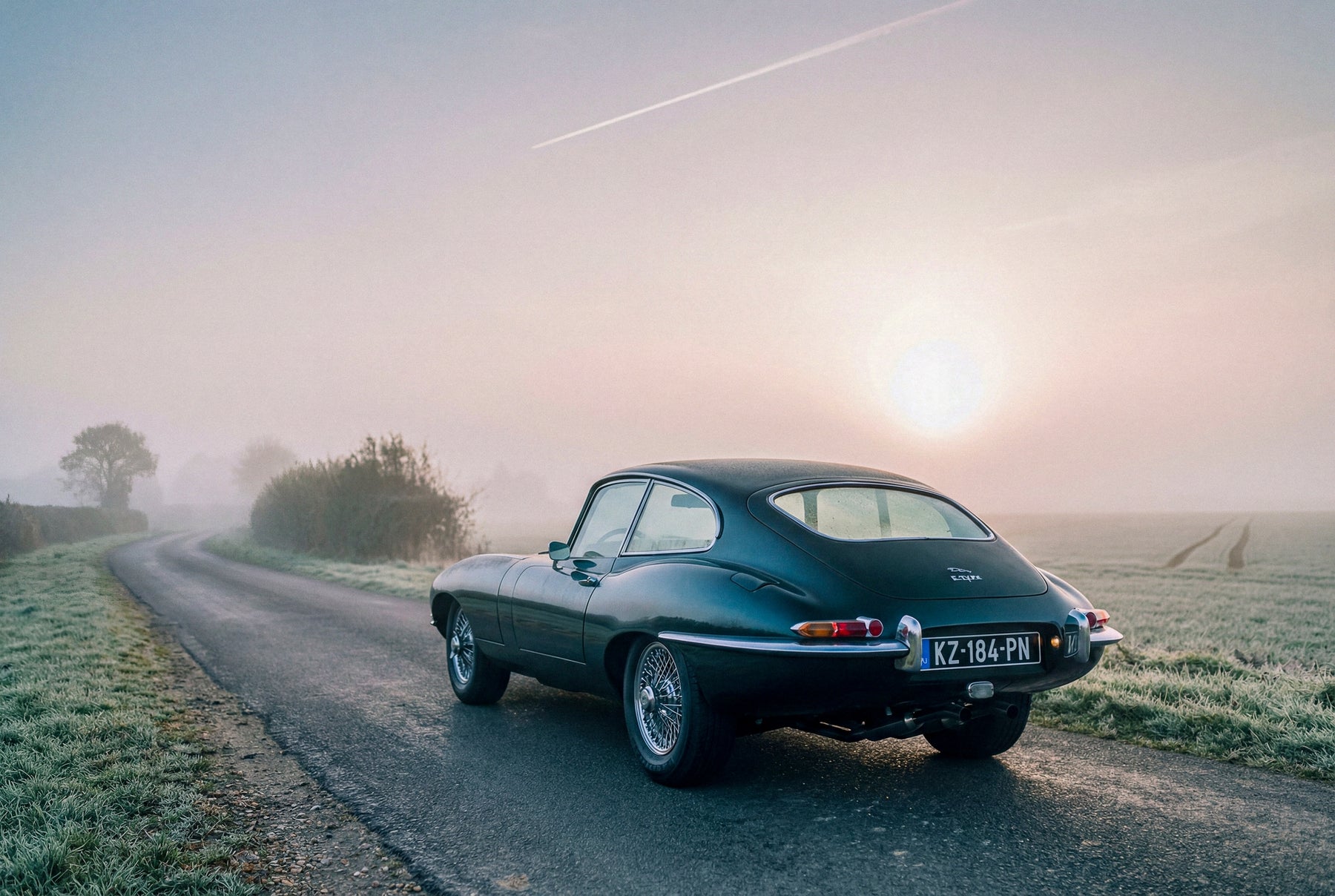 A Wild Jaguar