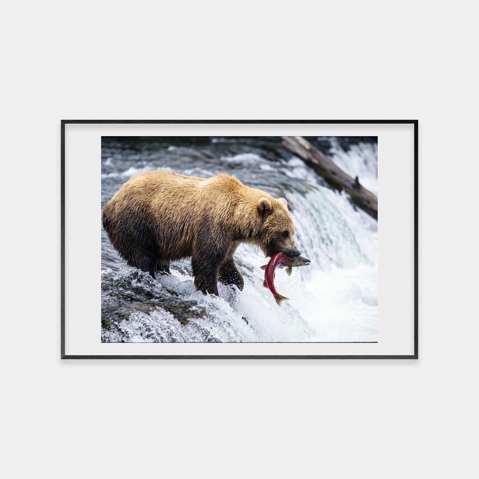 A Wild Catch (Color)
