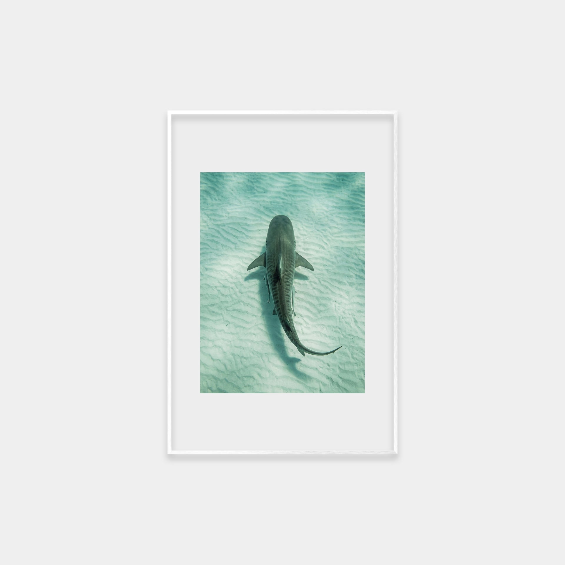 Ocean Tiger