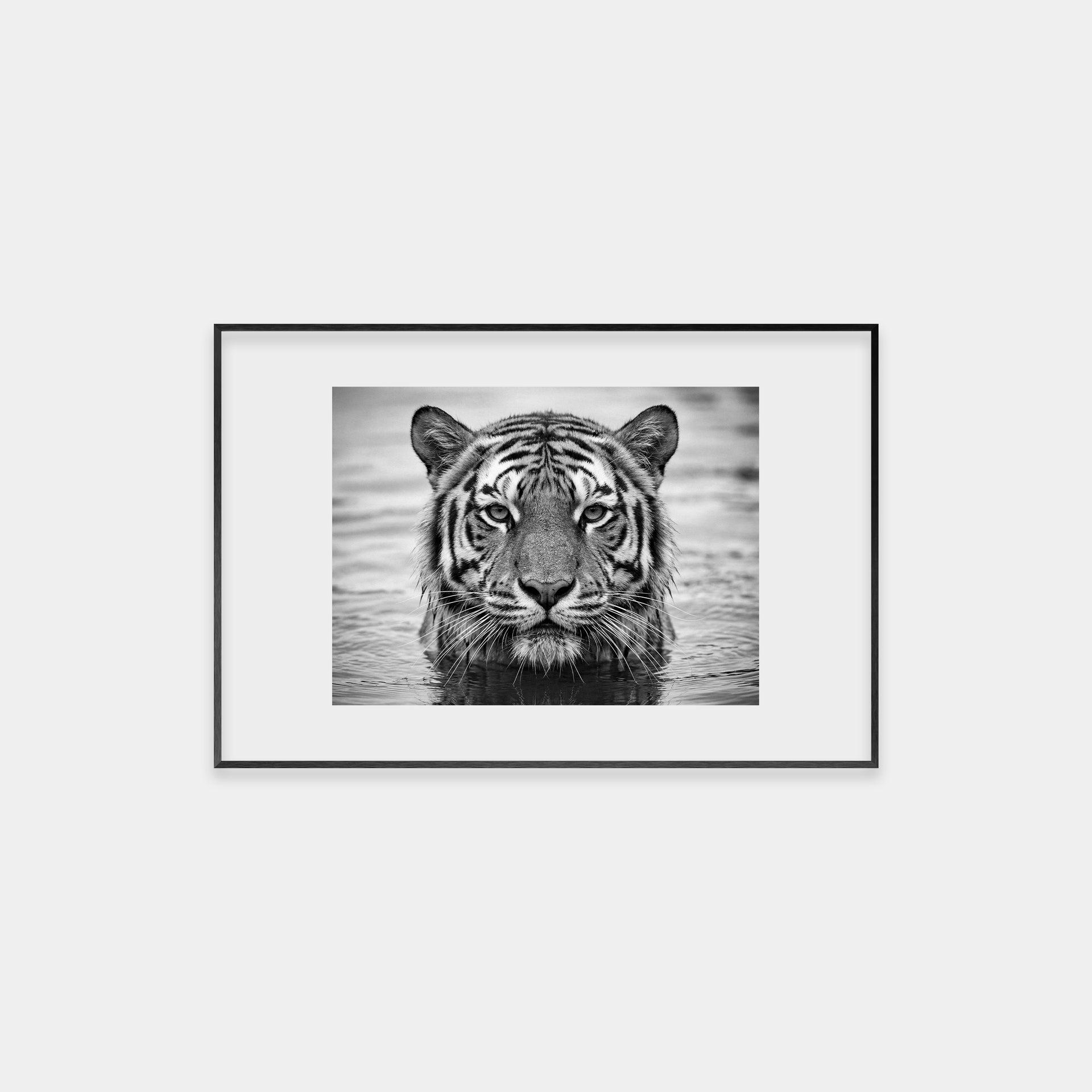 Portrait of a Tiger